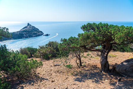Picturesque pine tree on a rocky slope against the backdrop of the sea and Cape Kapchik. Crimean Peninsula. Russiaの写真素材