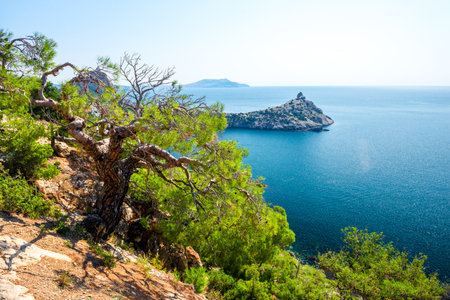 Picturesque pine tree on a rocky slope against the backdrop of the sea and Cape Kapchik. Crimean Peninsula. Russiaの写真素材