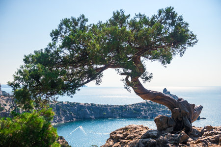 Picturesque ornate bonsai pine on a rocky slope overlooking Deliliman Bay and Cape Kapchik. Crimean Peninsula. Russiaの写真素材
