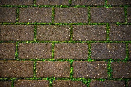 Old paving stones with moss in the cracksの写真素材