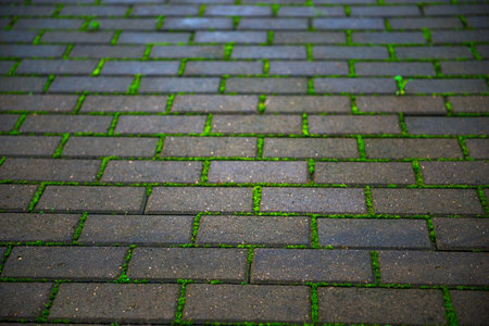Old paving stones with moss in the cracks