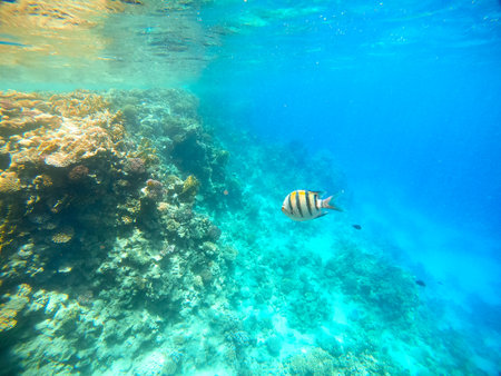 A tropical sergeant major fish swims against a coral reef in the Red Sea, Egyptの写真素材