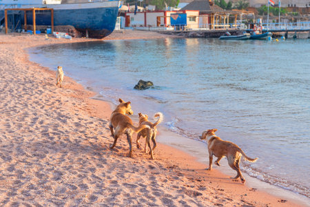Three dogs run along the seashore on a sandy beach early in the morningの写真素材