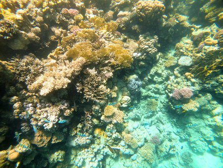Tropical fish swim near a coral reef in the Red Sea, Egyptの写真素材