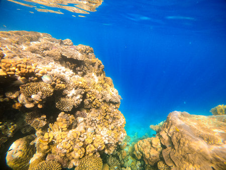 Underwater view of coral reef and tropical fish against the backdrop of deep blue sea. Red Seaの写真素材