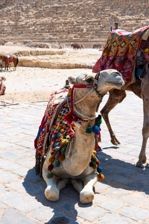 A harnessed camel rests against the backdrop of an Egyptian pyramid. Cairoの写真素材