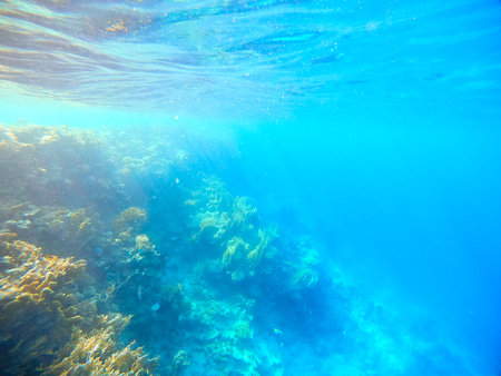 Underwater view of a coral reef in the Red Seaの写真素材