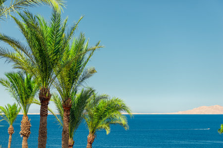 Tropical view of palm trees with sea in background at seaside resortの写真素材