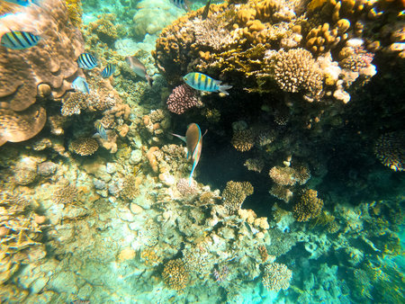 Tropical sergeant major fish swim near a coral reef in the Red Sea, Egyptの写真素材