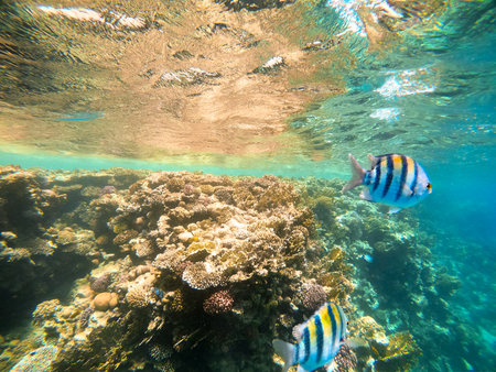 Tropical sergeant major fish swim near a coral reef in the Red Sea, Egyptの写真素材