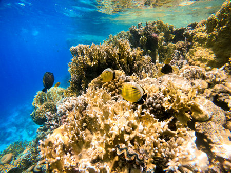 Underwater view of coral reef and tropical fish against the backdrop of deep blue sea. Red Seaの写真素材