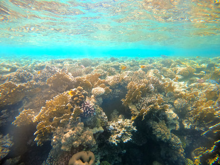 Underwater view of red sea coral reef and sea surface. Sharm el Sheikhの写真素材
