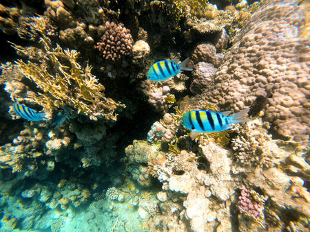 Tropical sergeant major fish swim near a coral reef in the Red Sea, Egyptの写真素材