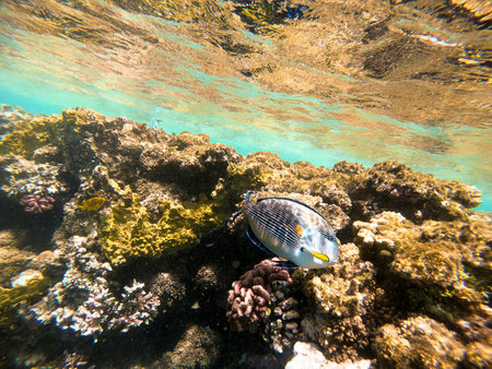 Tropical fish Arabian surgeonfish swims near a coral reef in the Red Sea. Egyptの写真素材