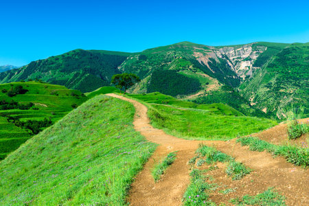 Picturesque landscape with a path leading to a lonely tree against the backdrop of the Caucasus...