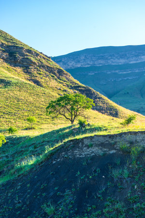 Beautiful view of a lonely tree on the slope of a green mountain in the rays of the morning sun. Caucasusの写真素材
