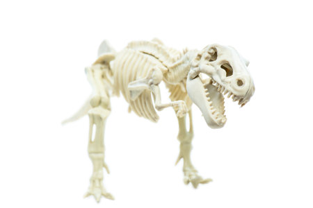 Children's plastic toy of a rex dinosaur skeleton on whiteの写真素材