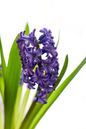 Blue Purple hyacinth flower in closeup over white backgroundの写真素材
