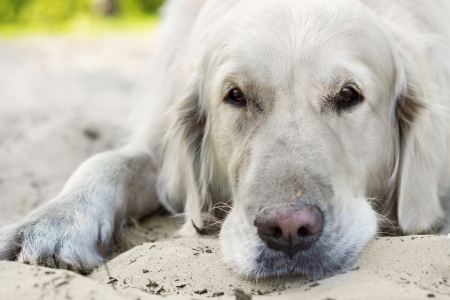 close up portrait of golden retriever dog with sad eyes at the park in summerの写真素材