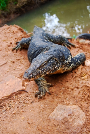 close up Varanus salvator, a large lizard creeps out of the water, Sri Lankaの写真素材