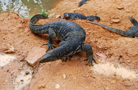 large lizards  Varanus salvator , native to Southern Asia near reservoir, top view, Sri Lankaの写真素材