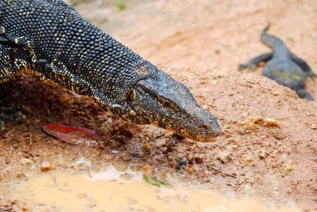  Varanus salvator, a large lizard native to Southern Asia close up outdoor, Sri Lankaの写真素材
