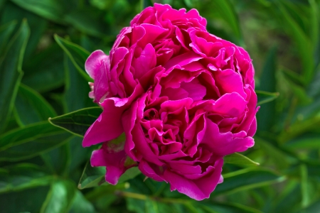 Close up of a purple blooming peony in the gardenの写真素材