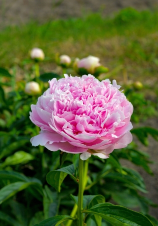 Close up of a pink blooming peony in the gardenの写真素材