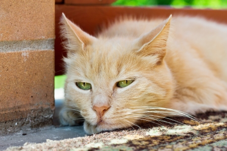 close up portrait of red cat outdoor in summerの写真素材