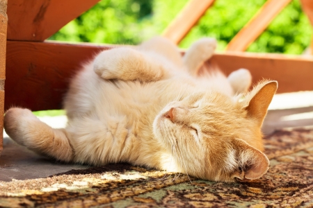 Lazy red cat stretches on carpet at outdoor, paws upの写真素材