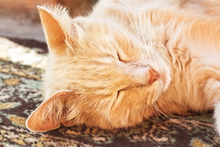  sleeping red cat on carpet at outdoor closeupの写真素材