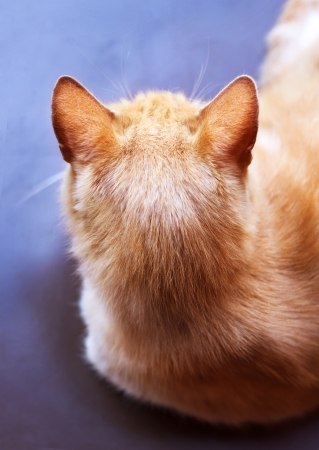 Ginger cat on blue background, the top viewの写真素材