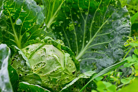 Head of cabbage in the garden, leaves with holes, eaten by pests 