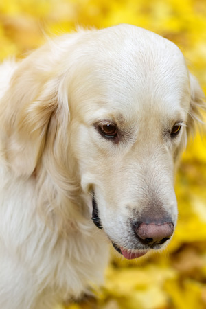 Close up portrait of golden labrador retriever is smiling in autumn park の写真素材