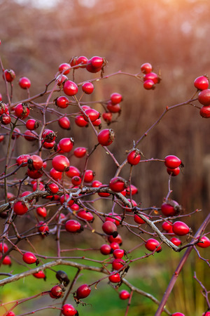 Autumn photo of dogrose (dog-bramble) in the garden の写真素材