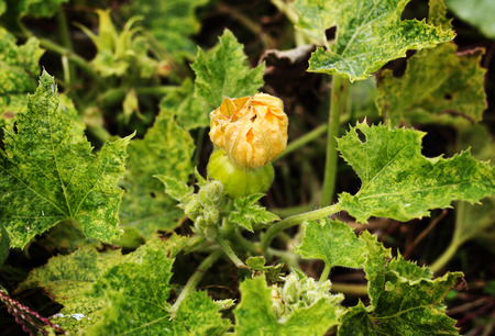 Cucumber flower in the garden grow on natural way の写真素材