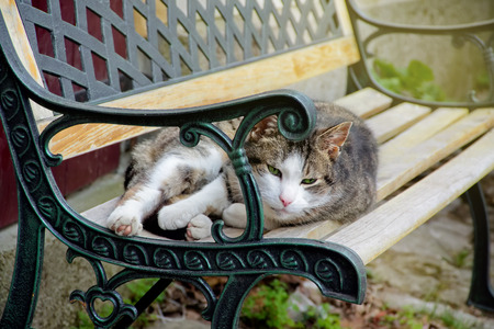 Cute cat is lying on decorative wrought iron benchの写真素材