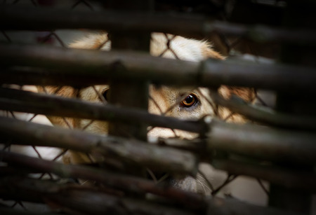 Sad dog behind a fence の写真素材