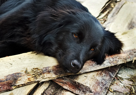 Lonely black dog with sad eyes is laying and waiting someone on outdoorsの写真素材