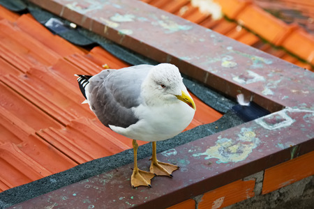 One seagull is sitting on red roof, Porto, Portugalの写真素材