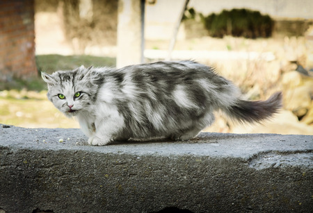 Gray homeless longhair cat is  looking at camera outdoorsの写真素材