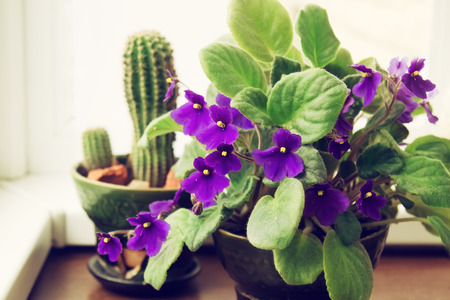 Potted African Violet Saintpaulia on the background of cactus, houseplantsの写真素材