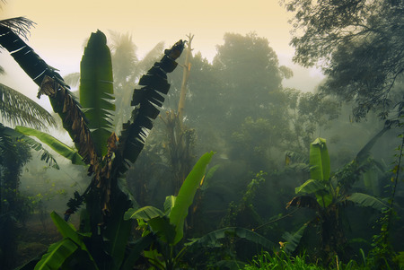 banana palms in morning fog, Ella, Sri Lankaの写真素材