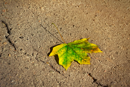 Single yellow maple autumn leaf on a roadの写真素材