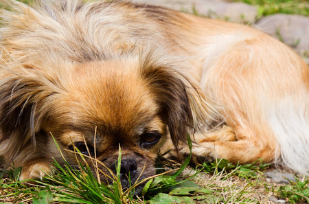Portrait of Pekingese dog on a grass outdoorの写真素材