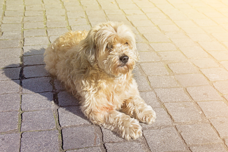 Cute tan boomer dog in sunny day outdoorsの写真素材