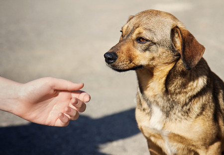 Helping child hand and lonely homeless dog with sad eyesの写真素材
