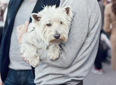 Cute West Highland White Terrier on hands of a man, walking in public placeの写真素材