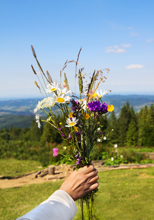 Summer bouquet of wild flower in woman's hand on mountains backgroundの写真素材
