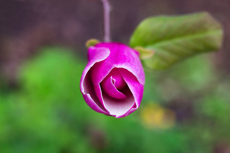 Burgeon of magnolia tree in spring gardenの写真素材